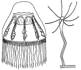 Family Melicertidae: typical medusa and polyp