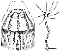 Hydrozoa (hydroids)