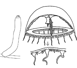 Family Mitrocomidae: hydrotheca, medusa and magnified bell-margin Family Mitrocomidae: hydrotheca, medusa and magnified bell-margin