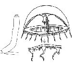 Hydrozoa (hydroids)