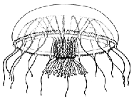 Family Orchistomatidae: medusa