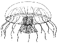 Hydrozoa (hydroids)