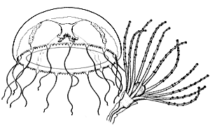 Family Phialuciidae: medusa and polyp in hydrotheca, note spherical mouth region of polyp