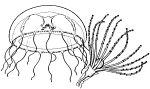 Family Phialuciidae: medusa and polyp in hydrotheca, note spherical mouth region of polyp Family Phialuciidae: medusa and polyp in hydrotheca, note spherical mouth region of polyp