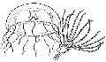 Hydrozoa (hydroids)