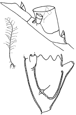 Superfamily Plumularioidea: colony form and hydrothecae