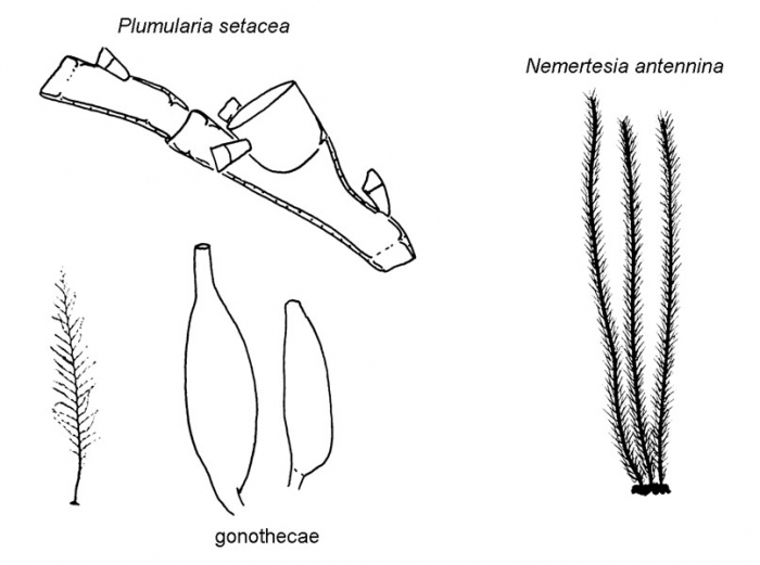 Family Plumulariidae: typical forms Family Plumulariidae: typical forms