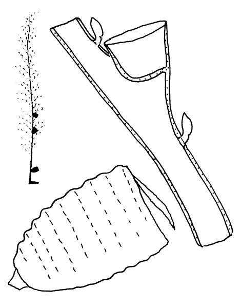 Family Kirchenpaueriidae: single plume, hydrothecae on branches, gonotheca