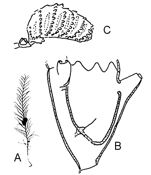 Aglaophenidae: typical representant Aglaophenidae: typical representant