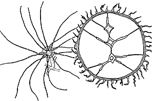 Family Sugiuridae: typical polyp and medusa Family Sugiuridae: typical polyp and medusa