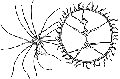 Hydrozoa (hydroids)