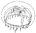 Hydrozoa (hydroids)