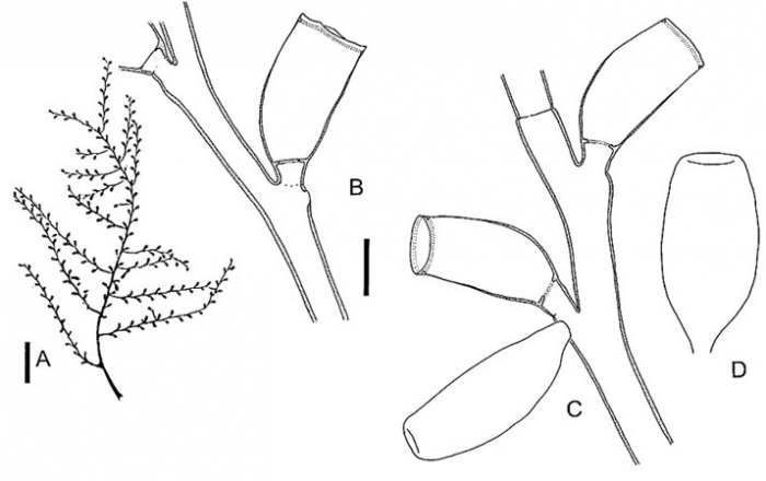Thyroscyphus fruticosus Thyroscyphus fruticosus