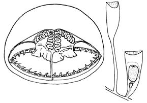 Family Tiarannidae: typical medusa and hydrotheca of polyp Family Tiarannidae: typical medusa and hydrotheca of polyp