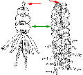 Hydrozoa (hydroids)