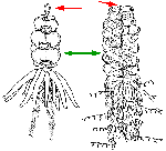 Hydrozoa (hydroids)