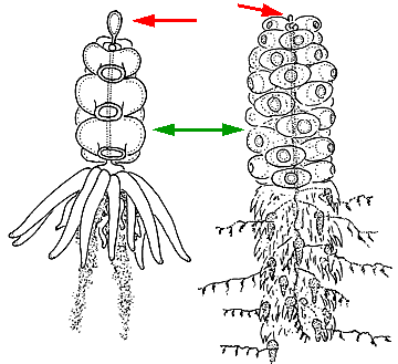 Suborder Physonectae Suborder Physonectae