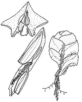 Calycophorae: typical forms