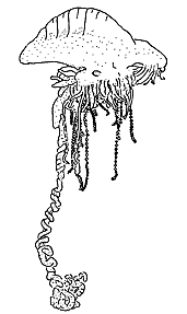 Cystonectae: typical representative, Physalia physalia Cystonectae: typical representative, Physalia physalia