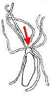 Halammohydridae: typical forms, red arrow points to mouth