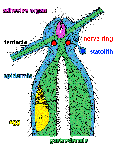 Halammohydridae: microscopic organisation