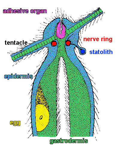 Halammohydridae: microscopic organisation