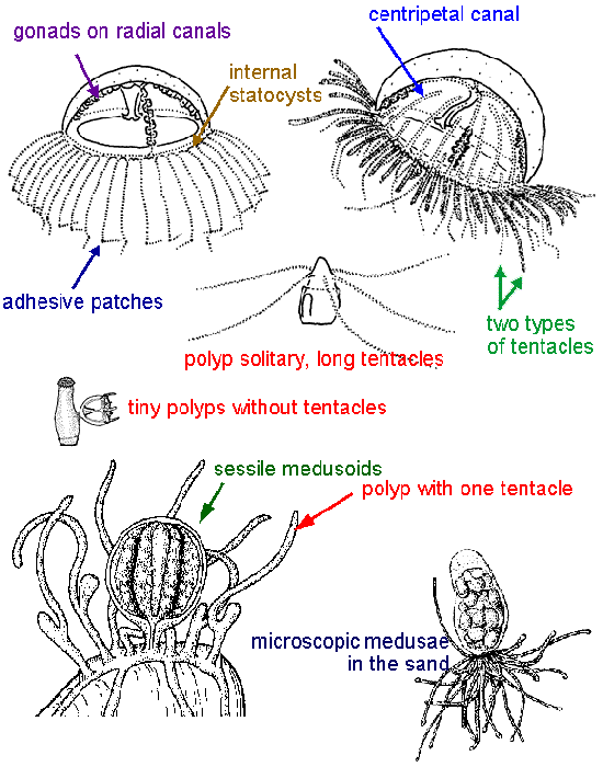 Limnomedusae: typical forms and terms