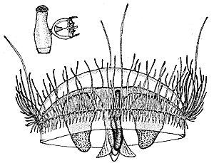 Family Olindiidae: Genus Craspedacusta
