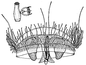 Family Olindiidae: Genus Craspedacusta Family Olindiidae: Genus Craspedacusta