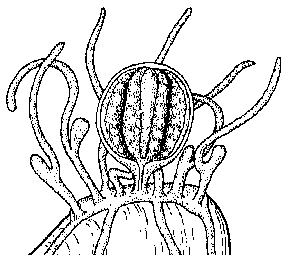 Family Monobrachiidae: Genus Monobrachium Family Monobrachiidae: Genus Monobrachium