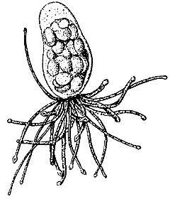 Family Armorhydridae: Genus Armorhydra