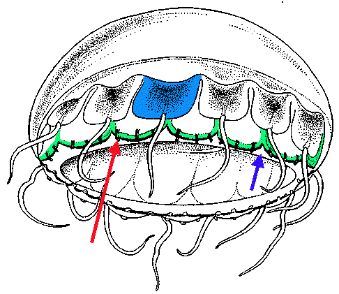 Narcomedusae: characteristics and specific terms