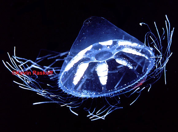 Haliscera conica: Trachymedusae Haliscera conica: Trachymedusae