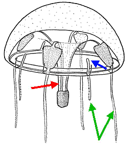 Geryoniidae, characteristics