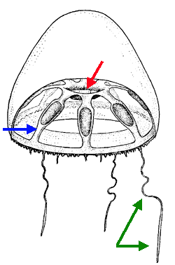 Halicreatidae Halicreatidae