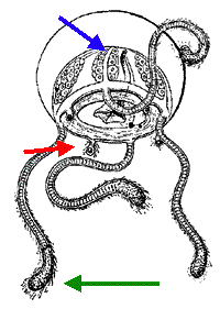 Petasidae, characteristics