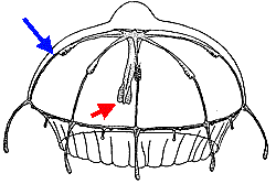 Rhopalonematidae, characterstics