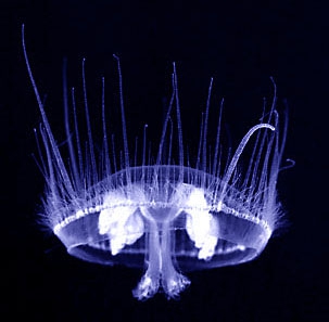 Craspedacusta sowerbii: Limnomedusae, Olindiasidae Craspedacusta sowerbii: Limnomedusae, Olindiasidae