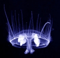 Hydrozoa (hydroids)