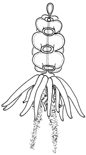 Family Physophoridae: Physophora hydrostatica Family Physophoridae: Physophora hydrostatica
