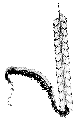 Hydrozoa (hydroids)