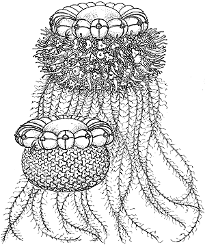 Family Rhodaliidae: typical forms Family Rhodaliidae: typical forms