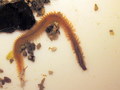 Polychaeta (bristle worms)