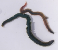 Polychaeta (bristle worms)