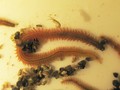 Polychaeta (bristle worms)