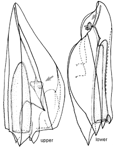 Family Clausophyidae: upper and lower swimming bell, arrows point to somatocysts