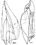 Family Clausophyidae: upper and lower swimming bell, arrows point to somatocysts