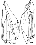 Family Clausophyidae: upper and lower swimming bell, arrows point to somatocysts