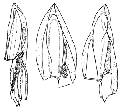 Hydrozoa (hydroids)