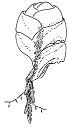 Family Hippopodiidae: typical representative Family Hippopodiidae: typical representative